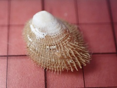 Pilosabia trigona