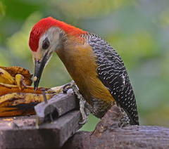 Melanerpes radiolatus