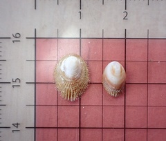 Pilosabia trigona