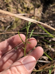 Vicia minutiflora