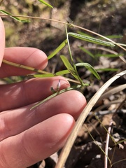 Vicia minutiflora