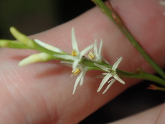 Symphionema paludosum