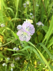 Phacelia ciliata