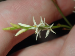 Symphionema paludosum