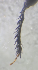 Pangaeus tuberculipes
