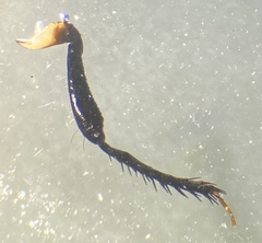 Pangaeus tuberculipes