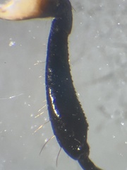 Pangaeus tuberculipes