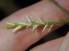 Symphionema paludosum