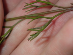 Symphionema paludosum