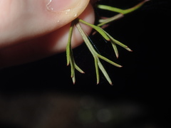 Symphionema paludosum