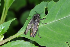 Psiloptera