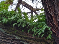 Polypodium glycyrrhiza
