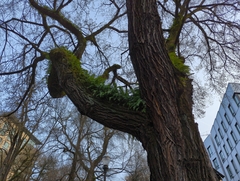 Polypodium glycyrrhiza
