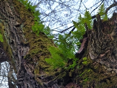 Polypodium glycyrrhiza