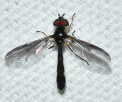 Ocyptamus fuscipennis