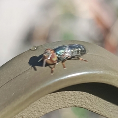 Duomyia
