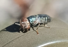 Duomyia