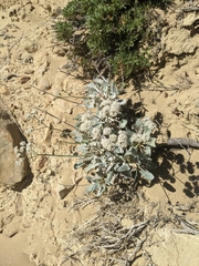 Eriogonum grande
