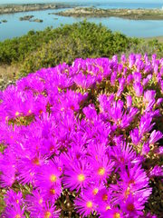 Lampranthus vernalis