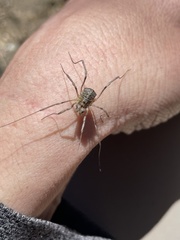 Protolophus singularis