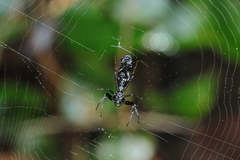 Micrathena spitzi