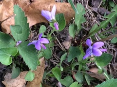 Viola labradorica