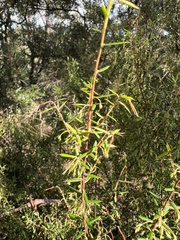 Styphelia setigera