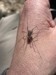 Protolophus singularis