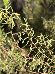 Styphelia setigera