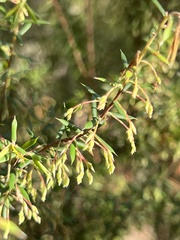 Styphelia setigera