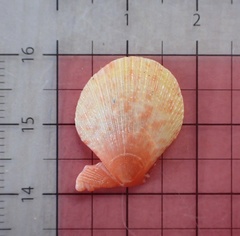 Laevichlamys cuneata