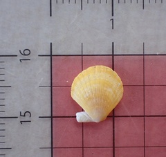 Pascahinnites coruscans