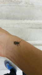 Neodorcadion bilineatum