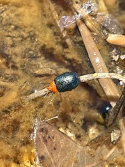 Plagiodera arizonae