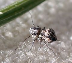 Camelopsocus