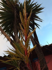 Tillandsia rodrigueziana