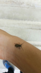 Neodorcadion bilineatum