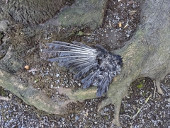 Corvus brachyrhynchos