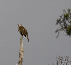 Pycnonotus flavescens leucops