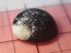 Neripteron neglectum