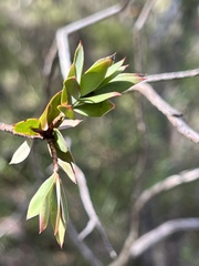 Styphelia triflora