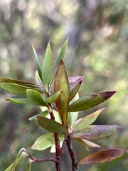 Styphelia triflora