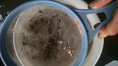 Synidotea laticauda