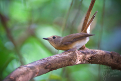 Chinese Blue Flycatcher photo 3