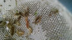 Synidotea laticauda