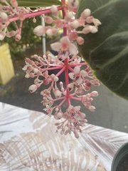 Medinilla multiflora