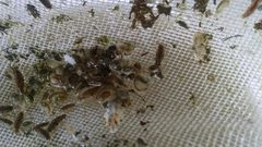 Synidotea laticauda