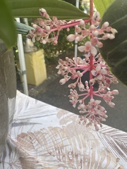 Medinilla multiflora