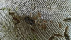 Synidotea laticauda