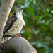 Indo-Malay Crested Goshawk - Photo (c) Sam Hambly, some rights reserved (CC BY-NC), uploaded by Sam Hambly